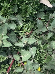 Spilostethus pandurus