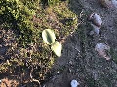 Haemanthus coccineus