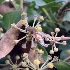 Eristalis tenax