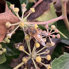Eristalis tenax