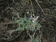 Astragalus stenoceras