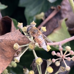 Eristalis tenax