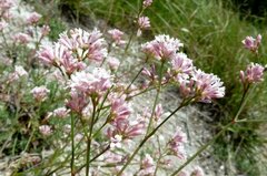 Asperula cynanchica
