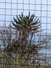 Euphorbia conspicua