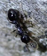 Temnothorax longispinosus