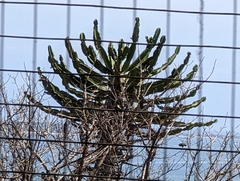 Euphorbia conspicua