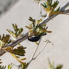 Altica obliterata