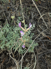Astragalus stenoceras