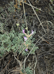 Astragalus stenoceras