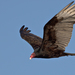 Urubu-de-Cabeça-Vermelha - Photo (c) Mike Baird, alguns direitos reservados (CC BY)