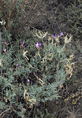 Astragalus stenoceras