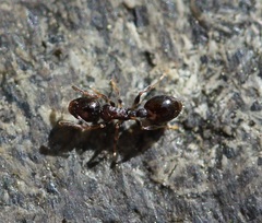 Temnothorax longispinosus