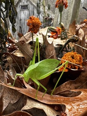 Amblycorypha
