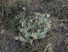 Astragalus stenoceras