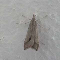 Diasemia monostigma