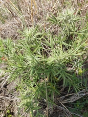 Berkheya pinnatifida ingrata