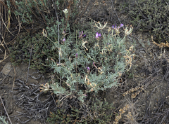 Astragalus stenoceras