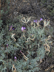 Astragalus stenoceras