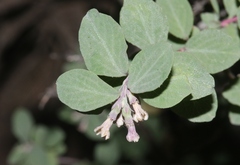 Symphoricarpos rotundifolius