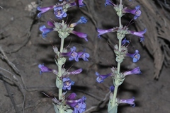 Penstemon pachyphyllus