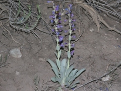 Penstemon pachyphyllus