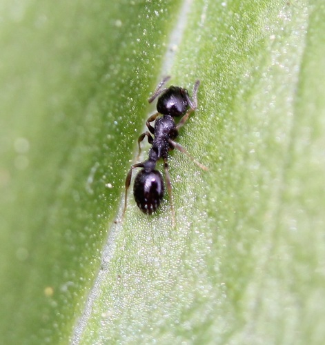 Long-spined Acorn Ant photo 5