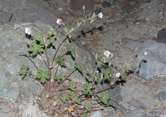 Geranium richardsonii