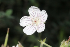 Geranium richardsonii