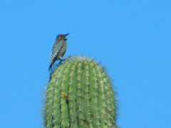 Melanerpes hypopolius