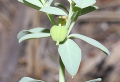 Tithymalus