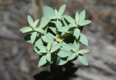 Tithymalus