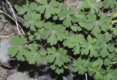 Geranium richardsonii
