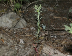 Tithymalus