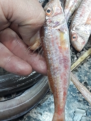 Mullus barbatus