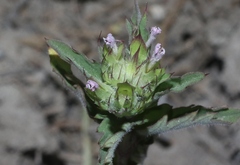 Dracocephalum parviflorum