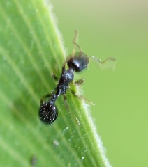Temnothorax longispinosus
