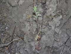 Dracocephalum parviflorum