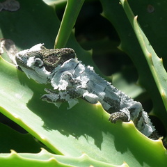 Bradypodion damaranum