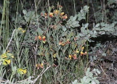 Acmispon utahensis