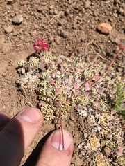Eriogonum ovalifolium rubidum