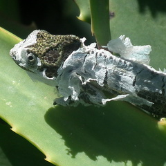 Bradypodion damaranum