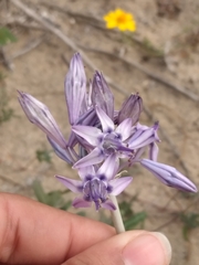 Triteleiopsis palmeri