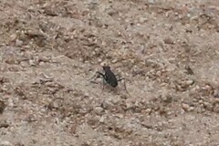 Cicindela punctulata punctulata