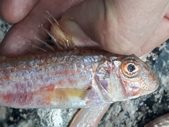 Mullus barbatus