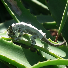 Bradypodion damaranum