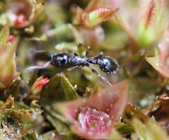 Temnothorax longispinosus