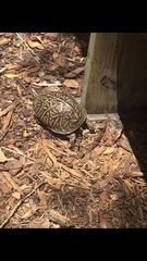 Terrapene carolina bauri