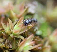 Temnothorax longispinosus