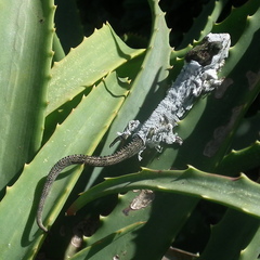 Bradypodion damaranum