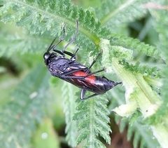 Macrophya annulata